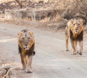 discovering-gujarat-01